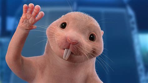 naked mole rat kim possible name|Rufus (Kim Possible) 